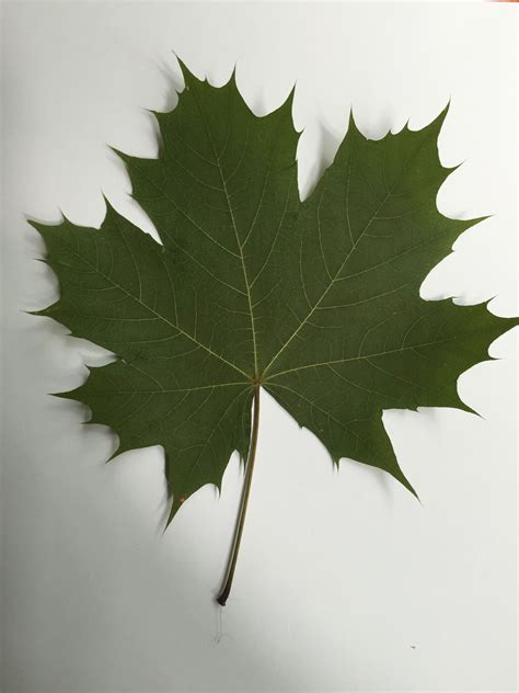 Norway Maple Leaf Plant Leaves Plants Leaves