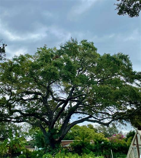 Southern Live Oak Quercus Virginiana Florida Native Nursery And