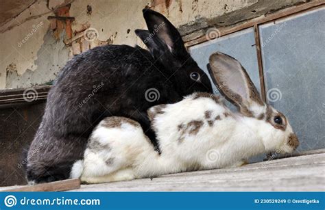 Mating Of Domestic Rabbits Stock Image Image Of Copulating 230529249