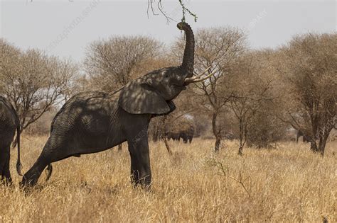 Elephant Loxodonta Africana Tanzania Stock Image F0219363