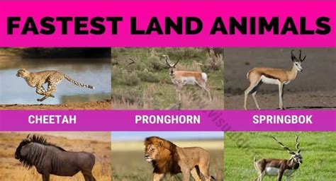 Fastest Land Animal Top 15 Fastest Land Animals In The World Visual