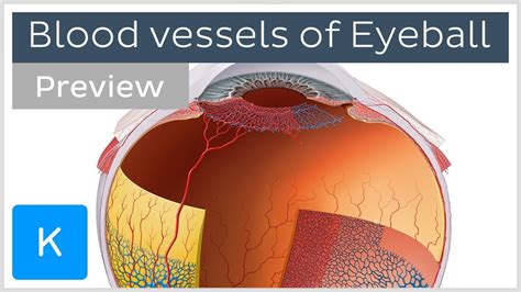 Blood Vessels Of The Eyeball Preview Human Anatomy Kenhub Youtube
