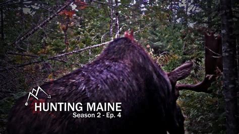 Were Really Doing It Headed To Moose Country Maine Moose Hunting