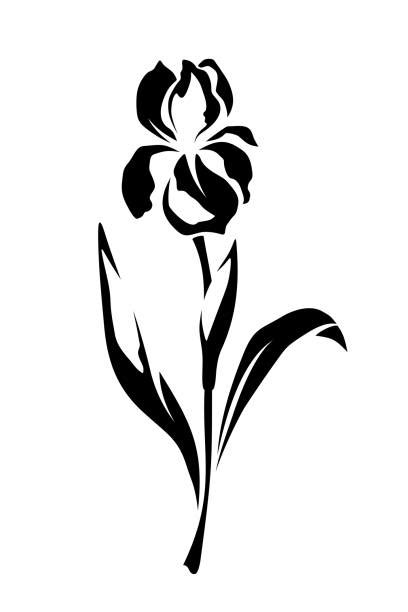 An Iris Flower Silhouette Stock Photos Pictures And Royalty Free Images