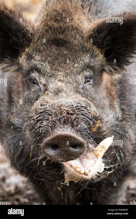 A Close Up Face Image Of A Male Wild Boar Sus Scrofa Also Known As