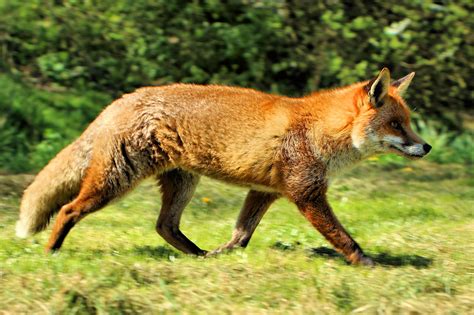 Image Result For British Fox Rescue Puppies Fox Red Fox