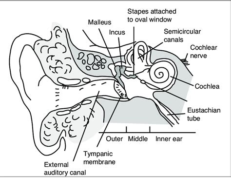 1 A Cross Section Of The Human Ear Different Parts Of The Ear Can Be