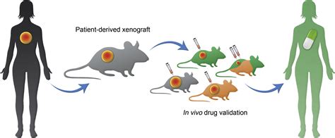 Patient Derived Xenograft Tumor Models Overview And Relevance To Ir