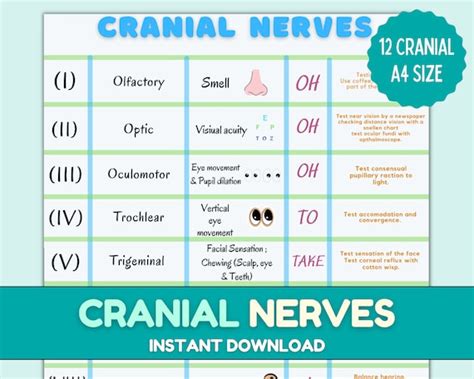 Cranial Nerves Cranial Nerve Sheet Nursing Fundamentals Etsy