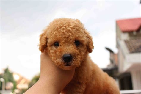 Lovelypuppy Brown Color Female Toy Poodlerm650 Only