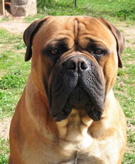 Bullmastif Bull Mastiff Dogs Bull Mastiff Bull Mastiff Puppies