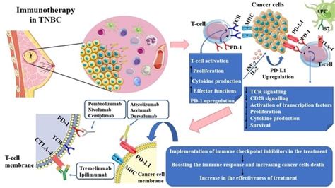 Cancers Free Full Text Modern Immunotherapy In The Treatment Of
