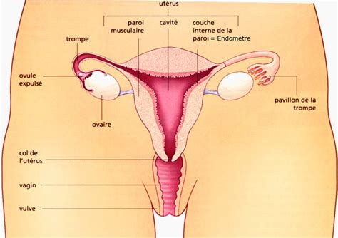 Organes Reproducteurs Féminins