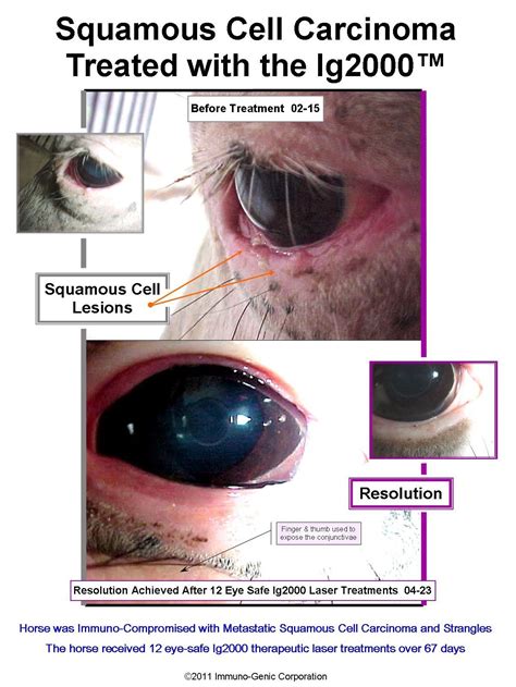 Mast Cell Tumor Cat Eyelid Refreshingmtmemories