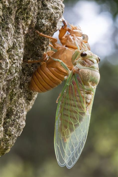 Rebirth Cicada Cicada Shell Insects