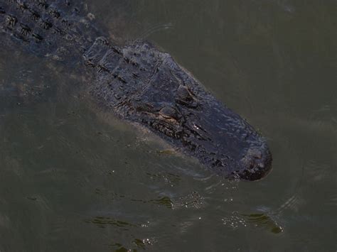 The Alligator That Tries To Take My Fish Off The Hook Fishing Quotes