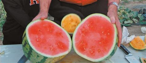 Video The Secret To Big Melons Plastic The Western Producer