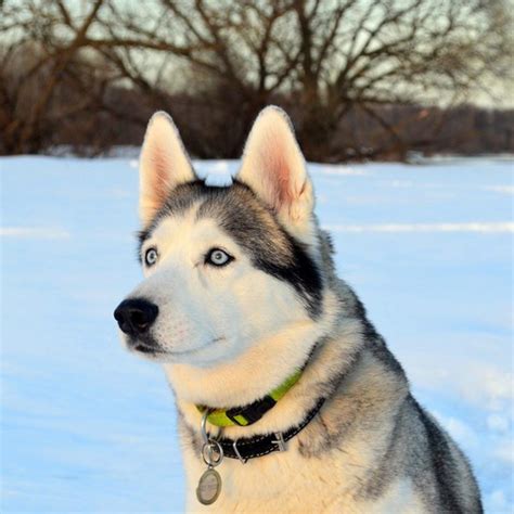 9 Best Cold Weather Dog Breeds