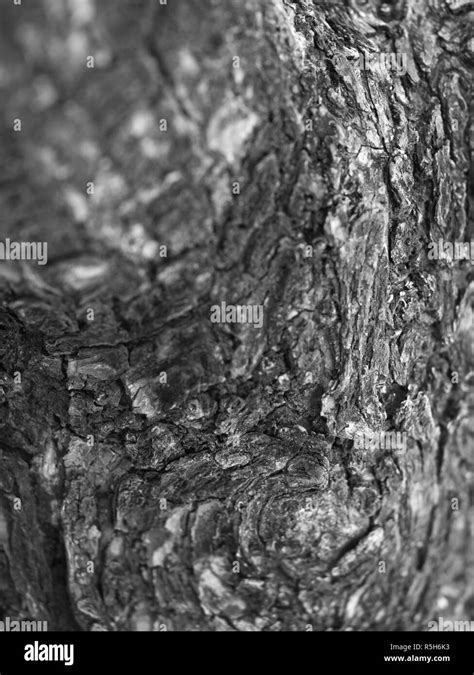 Bark View Black And White Stock Photos And Images Alamy