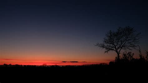 Wallpaper Id 11731 Sunset Horizon Tree Sky Night 4k Free Download
