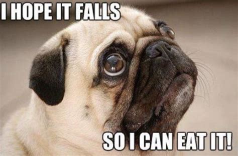 101 Cute Pug Memes I Hope It Falls So I Can Eat It Funny Animal