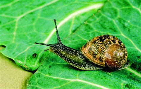 Snail And Slug Control Department Of Agriculture And Food