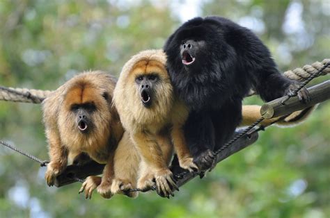 Howling Black Howler Monkeys Zwarte Brulaap Alouatta