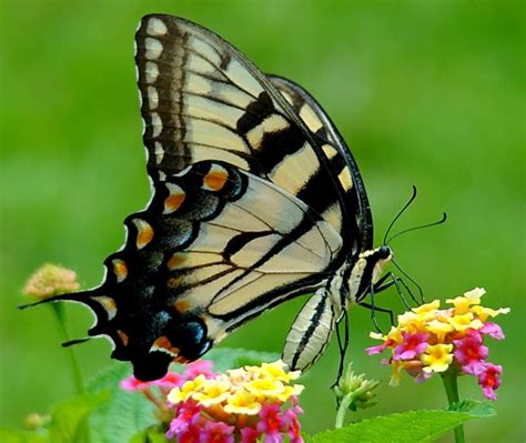 Mar 16, 2021 · for spicebush swallowtails, the female butterflies often lay eggs on the top of leaves. Yellow Swallowtail on Lantana - Birds and Blooms
