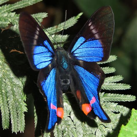 Rhetus Periander Variable Beautymark Beautiful Butterflies