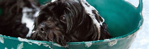 Pets, inc has developed programs to address the problems from the point of rescue, through the rehabilitation and adoption processes and then, going a step further, to insure the animal has a reasonably good. Wags to Whiskers Offers Pet Grooming Services in West ...
