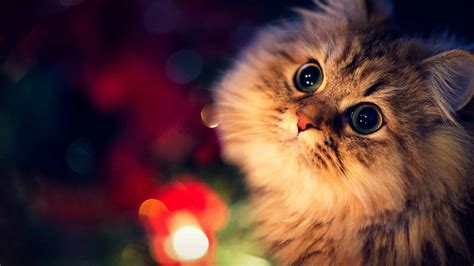 Christmas Cat Wallpaper 75 Images