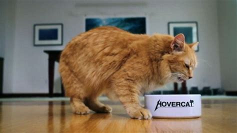 Aspcas Hovercat Ad Video Abc News