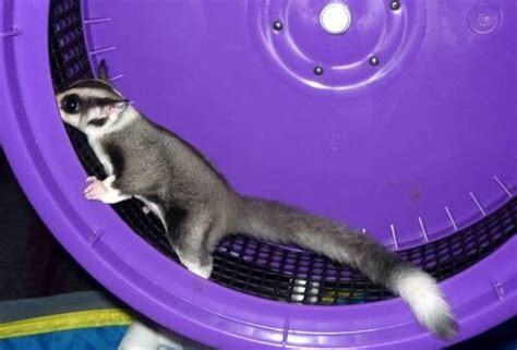 Find sugar gliders for sale via pets4homes. GORGEOUS MOSAIC RING TAIL BABY SUGAR GLIDER for Sale in ...