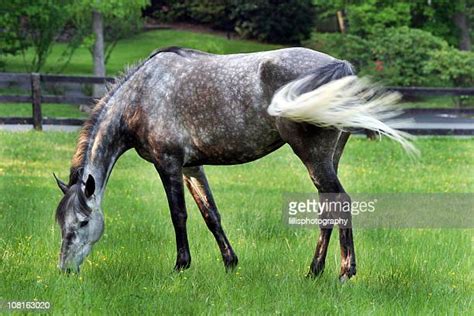 Virginia Horse Farm Photos And Premium High Res Pictures Getty Images