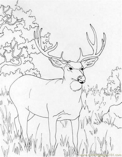 Free Deer Coloring Pages Coloring Home