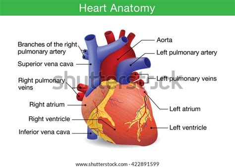 Human Heart Anatomy Vector Isolated On Stock Vector Royalty Free