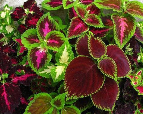 Colorful Coleus Mix Solenostemon Scutellarioides 100 Seeds