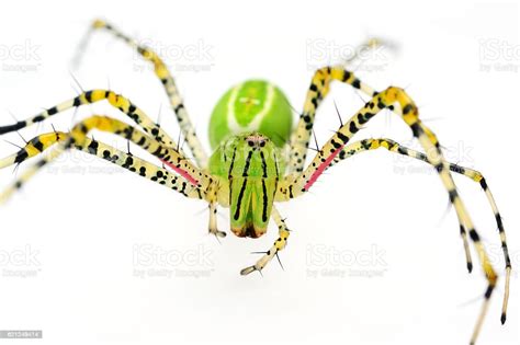 Beautiful Green Spider Isolated On White Stock Photo Download Image