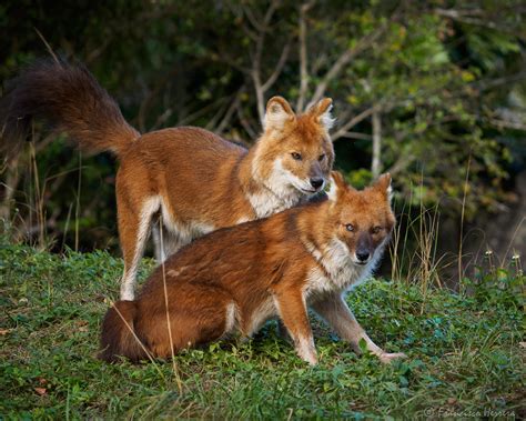 Dhole Cuon Alpinus Dhole Cuon Alpinus Francisco Herrera Flickr