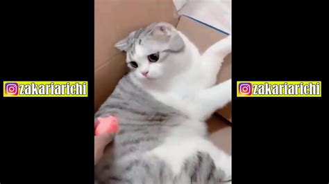 Try To Not Laugh Funny Cats Compilation 2019 Youtube