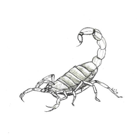 Scorpion Pencil Drawing At Explore Collection Of