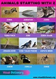 Animals that Start with Z: 12 Interesting Names of Animals Beginning ...