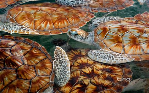 Bing Sea Turtle Wallpapers Wallpapersafari