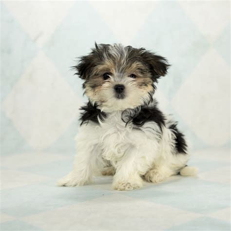 Large selection of finest puppies for sale: Yorkiepoo puppies for sale