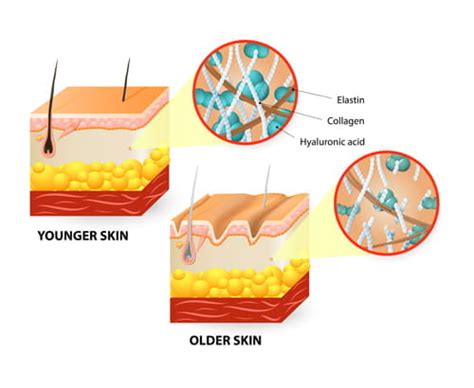Skin Structure Diagram Vectors Material Eps Uidownload