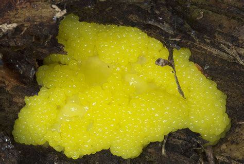 Yellow Slime Mould Naturally