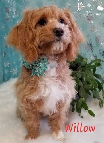 Doxiepoo Dog Breed Information And Pictures