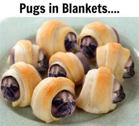 Pin By Linda Gaddy On Pugs Cute Funny Animals Funny