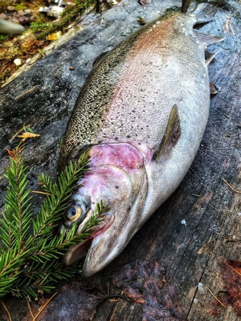 Best Rainbow Trout Fishing Lakes Oregon Best Fishing In America