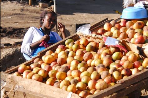 Looking for cover letter ideas? Kenya to resume exports of mangoes in December to EU